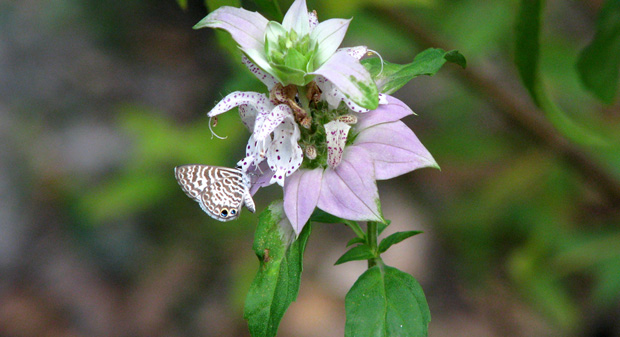 Native Plant Show