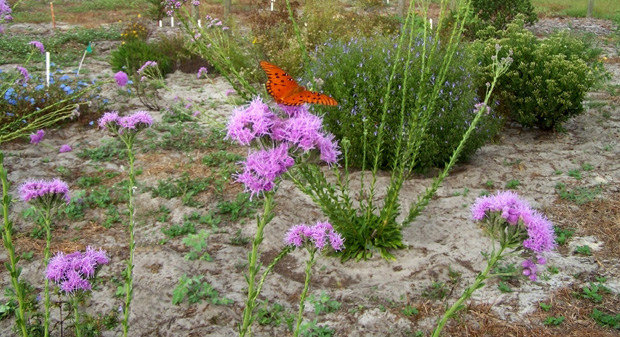 Native Plant Show