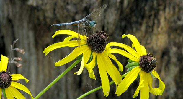 Native Plant Show