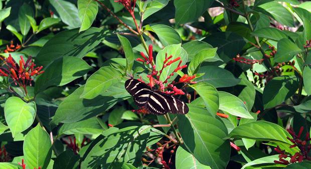 Native Plant Show