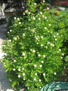 Example of Buttonbush, Cephalanthus occidentalis, trimmed up for a more formal appearance.