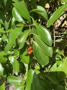 Citharexylum spinosum