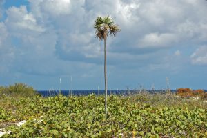 Coccothrinax argentata