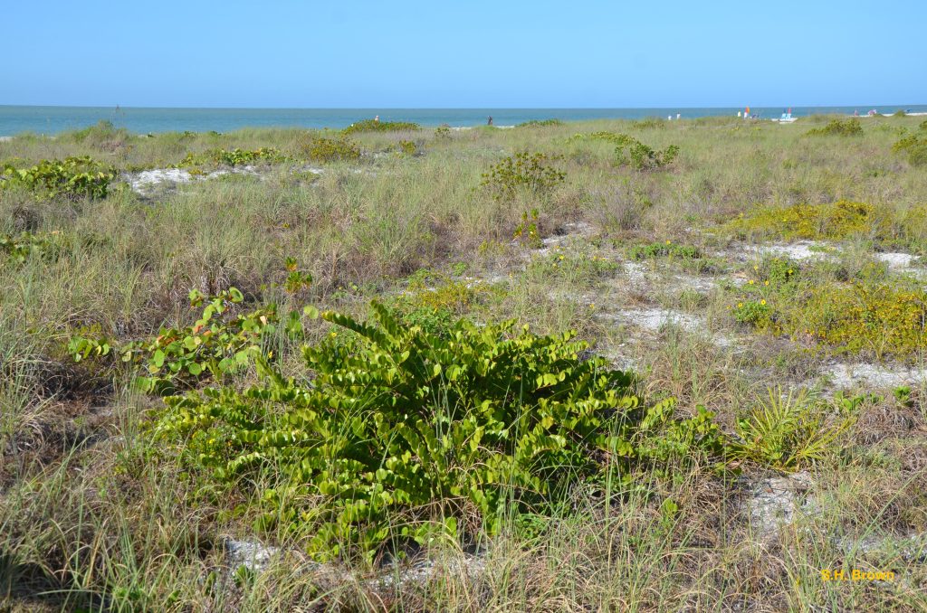 Horizontal Coco Plum, habit