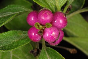 Lantana Involucrata