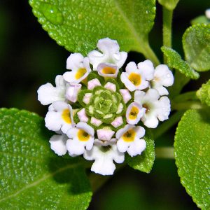 lantana involucrata