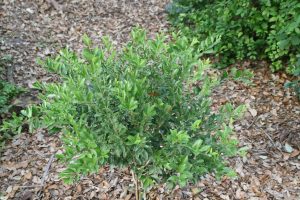 Schaefferia frutescens