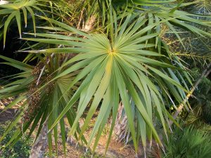 Thrinax radiata