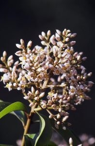 ardisia escalloniodies