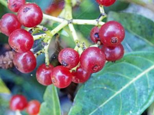 Psychotria ligustrifolia 