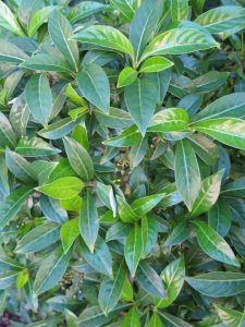 Psychotria ligustrifolia 