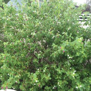 lantana involucrata