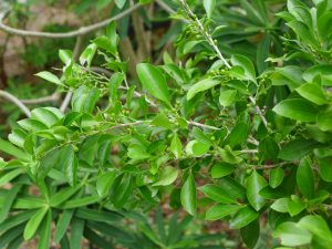 schaefferia frutescens