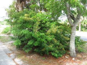 vachellia choriophylla