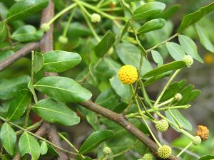 Vachellia choriophylla 
