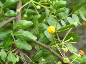 Vachellia choriophylla 