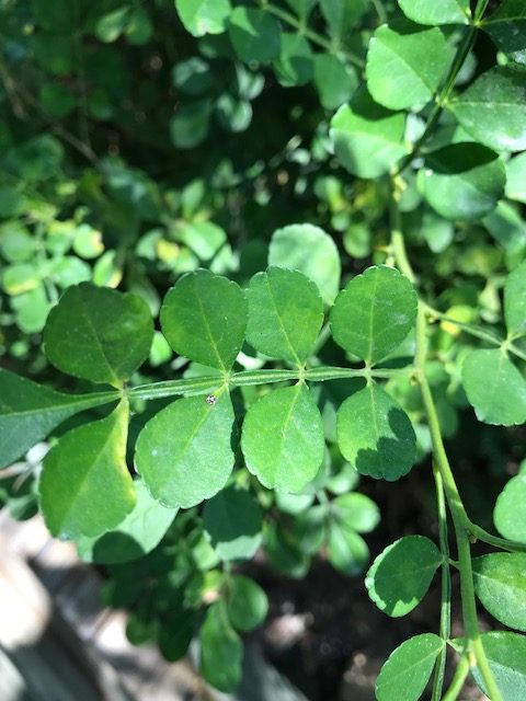 Wild Lime compound leaves