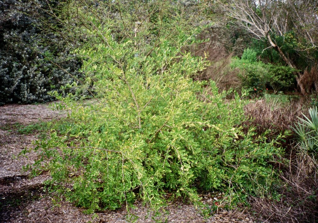 Wild Lime growth habit