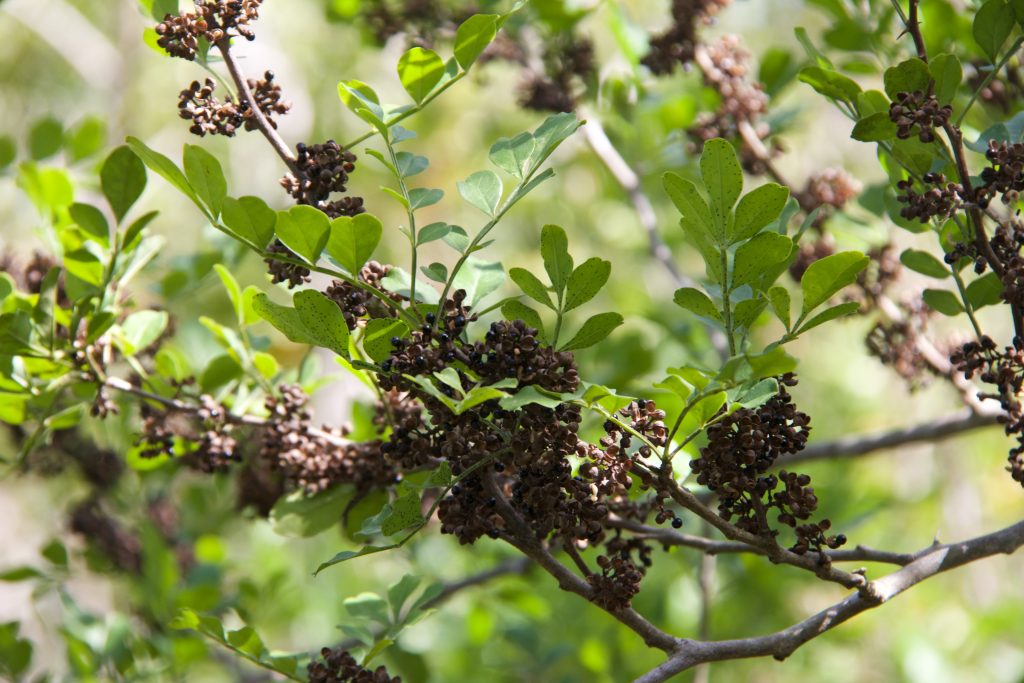 Wild Lime, seeds, fruit, compound leaves