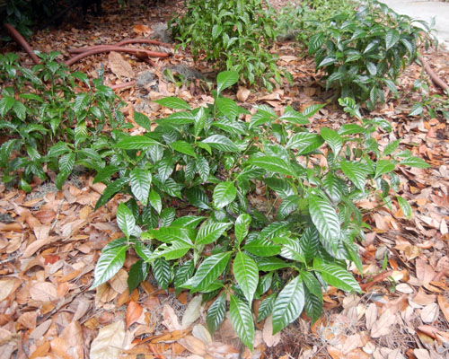 Little Psycho selection of Wild Coffee, Pyschotria nervosa, from AgriStarts