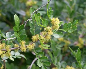 Wild lime in flower. Photo by Mary Keim.