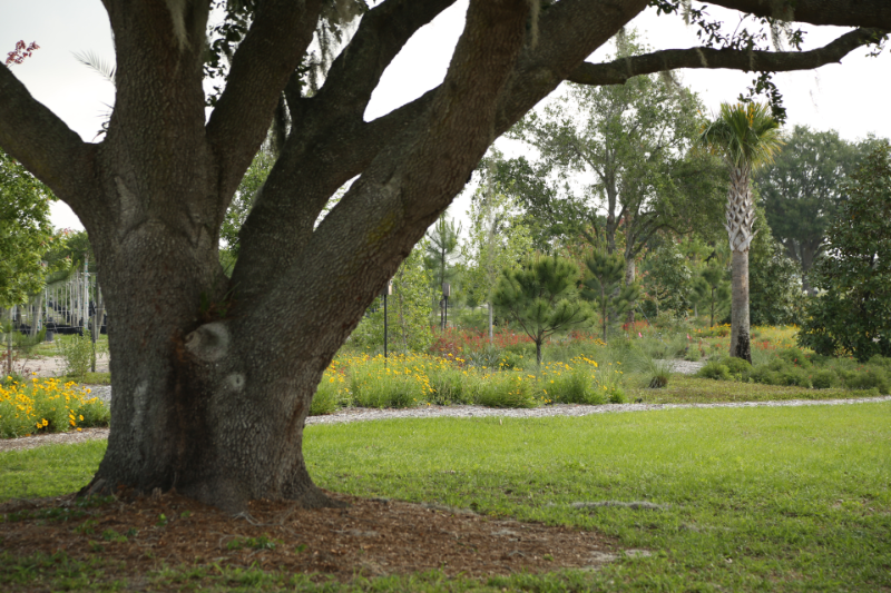 View of Cherrylake's Edge planting behind big tree