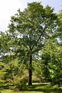 Pignut Hickory, Carya glabra, photo by Danny Schissler