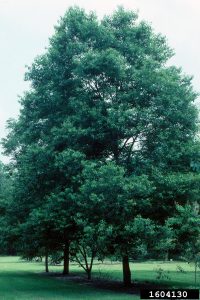 Persimmon, Diospyros virginiana, Photo by John Ruter, University of Georgia, Bugwood.org