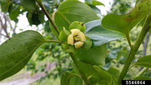 Persimmon, Diospyros virginiana, Photo by Rebekah D. Wallace, University of Georgia, Bugwood.org