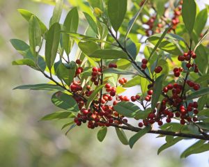 Dahoon Holly, Ilex cassine, Photo by Mary Keim