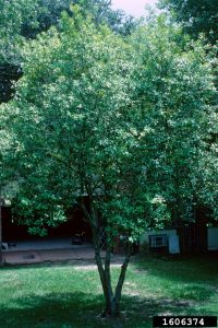 Dahoon Holly, Ilex cassine, Photo by John Ruter, University of Georgia, Bugwood.org