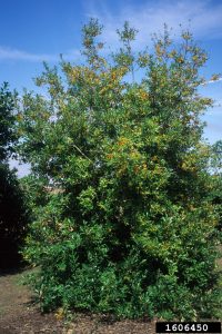 Dahoon Holly, Ilex cassine, Photo by John Ruter, University of Georgia, Bugwood.org