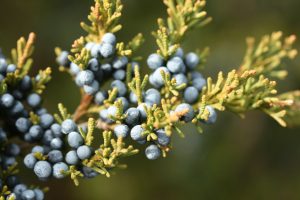 Eastern Red Cedar, Juniperus virginiana, Photo by dogtooth77