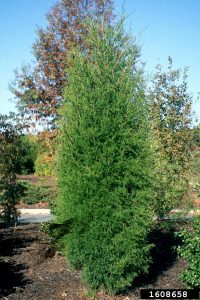 Eastern Red Cedar, Juniperus virginiana, Photo by John Ruter, University of Georgia, Bugwood.org