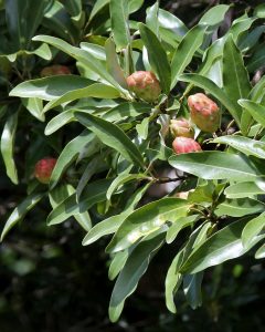 Sweetbay Magnolia, Magnolia virginiana, Photo by Mary Keim