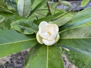 Sweetbay Magnolia, Magnolia virginiana, Photo by Scott Zona