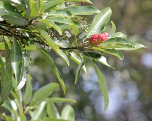 Sweetbay Magnolia, Magnolia virginiana, Photo by Mary Keim
