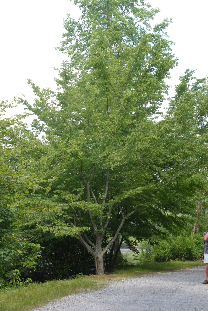 Carpinus caroliniana tree habit