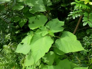 Red Mulberry, Morus rubra, Photo by Scot Zona