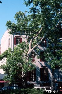 Sycamore, Platanus occidentalis, Photo by John Ruter, University of Georgia, Bugwood.org