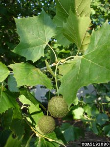Sycamore, Platanus occidentalis, Photo by Allen Bridgman, South Carolina Department of Natural Resources, Bugwood.org
