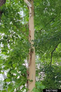 Sycamore, Platanus occidentalis, Photo by Rebakah D. Wallace, University of Georgia, Bugwood.org