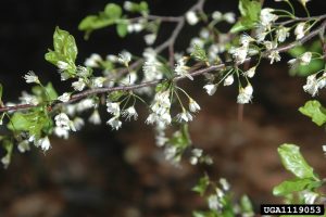 Chickasaw Plum, Prunus angustifolia, Photo by Chris Evans, University of Illinois, Bugwood.org
