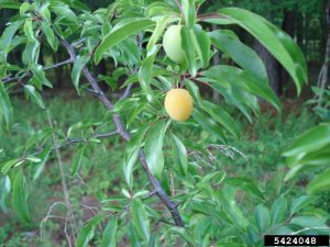Chickasaw Plum, Prunus angustifolia, Photo by Franklin Bonner, USFS (ret.), Bugwood.org