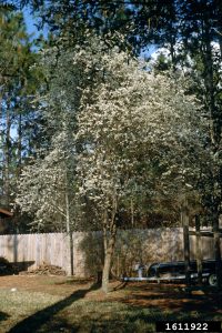 Photo by John Ruter, University of Georgia, Bugwood.org