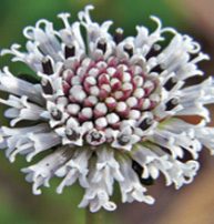 nativeplant