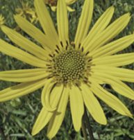nativeplant