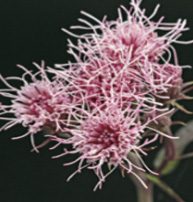 nativeplant