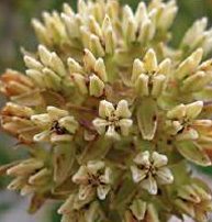 nativeplant